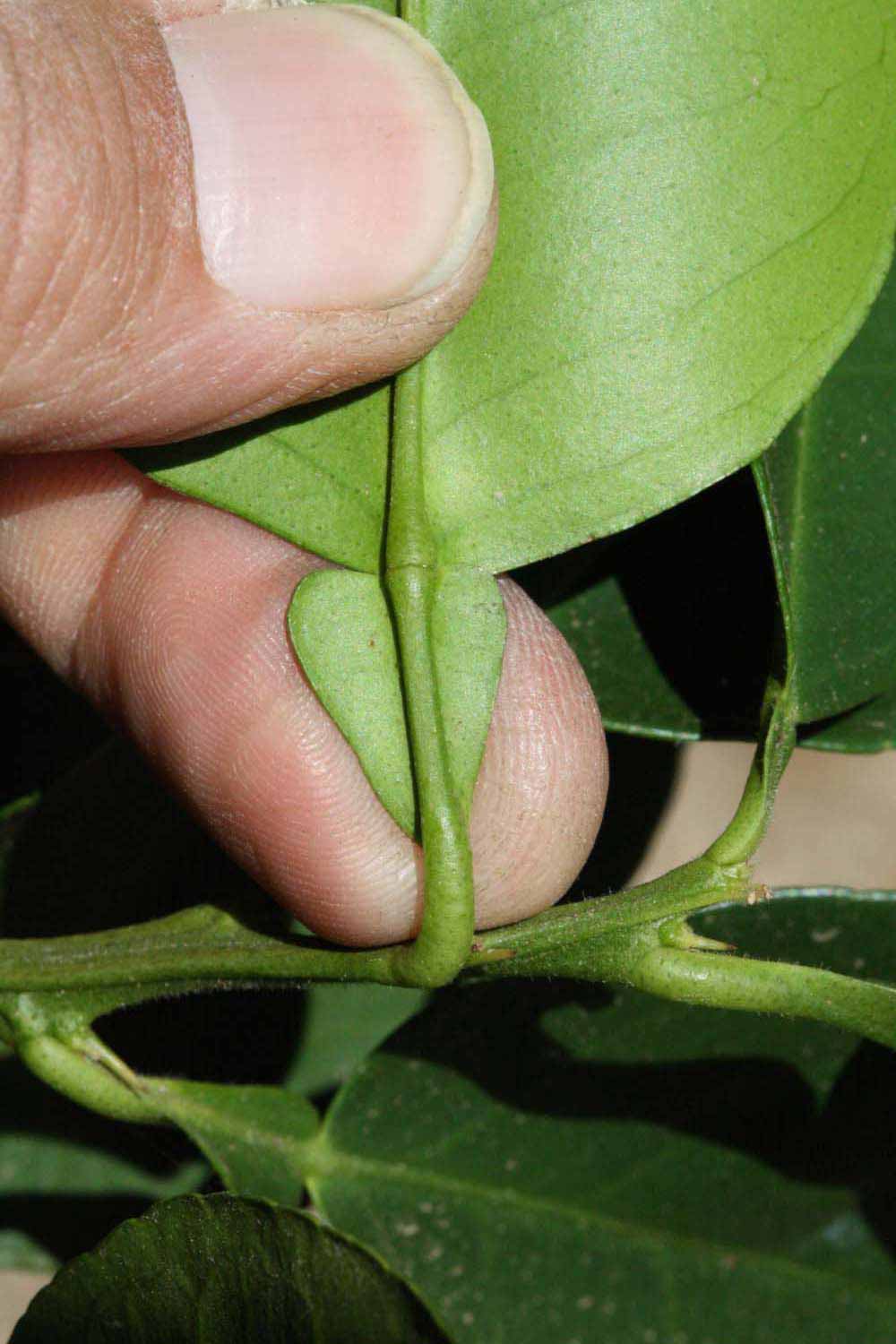              Petiole (Riverside, CA)       